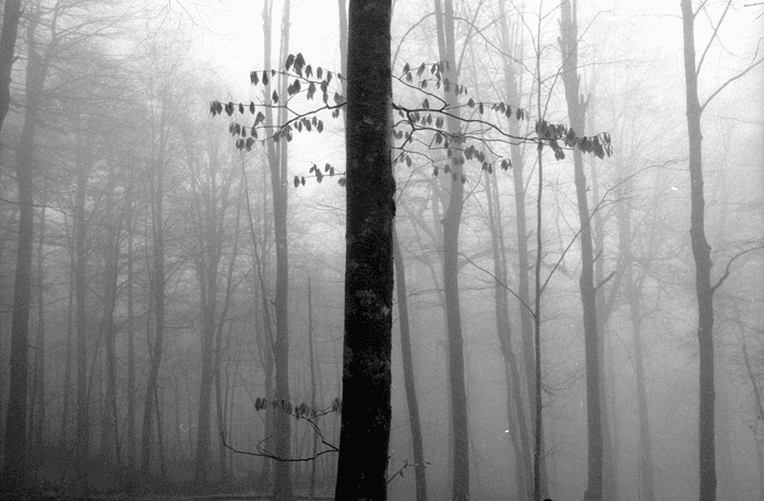 Untitled, Mohsen Rastani