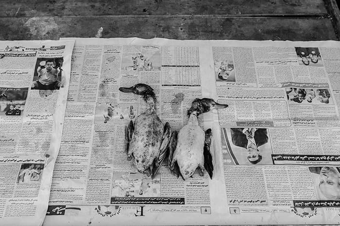 Untitled, Mehdi Vosoughnia