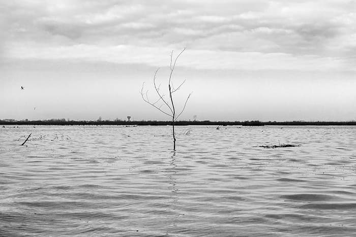 Untitled, Mehdi Vosoughnia