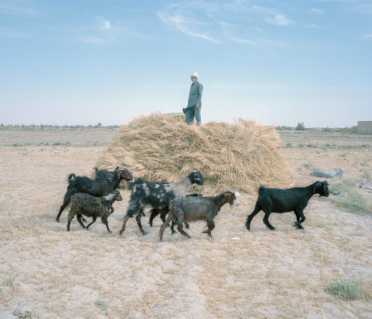 Untitled, Hashem Shakeri