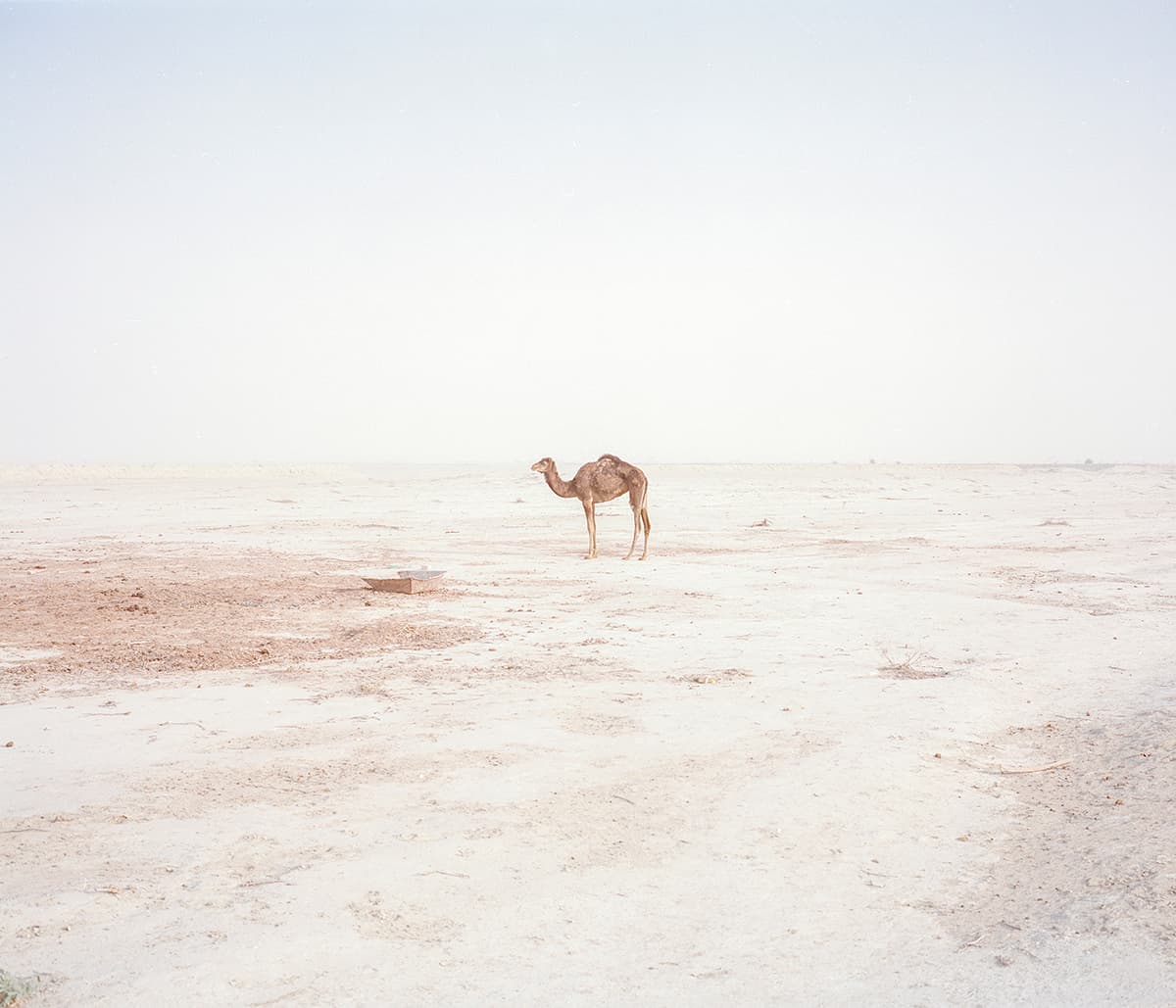 Untitled, Hashem Shakeri