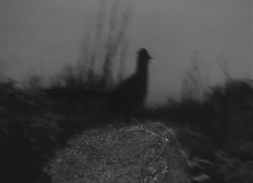 Untitled, Farshid Mesghali