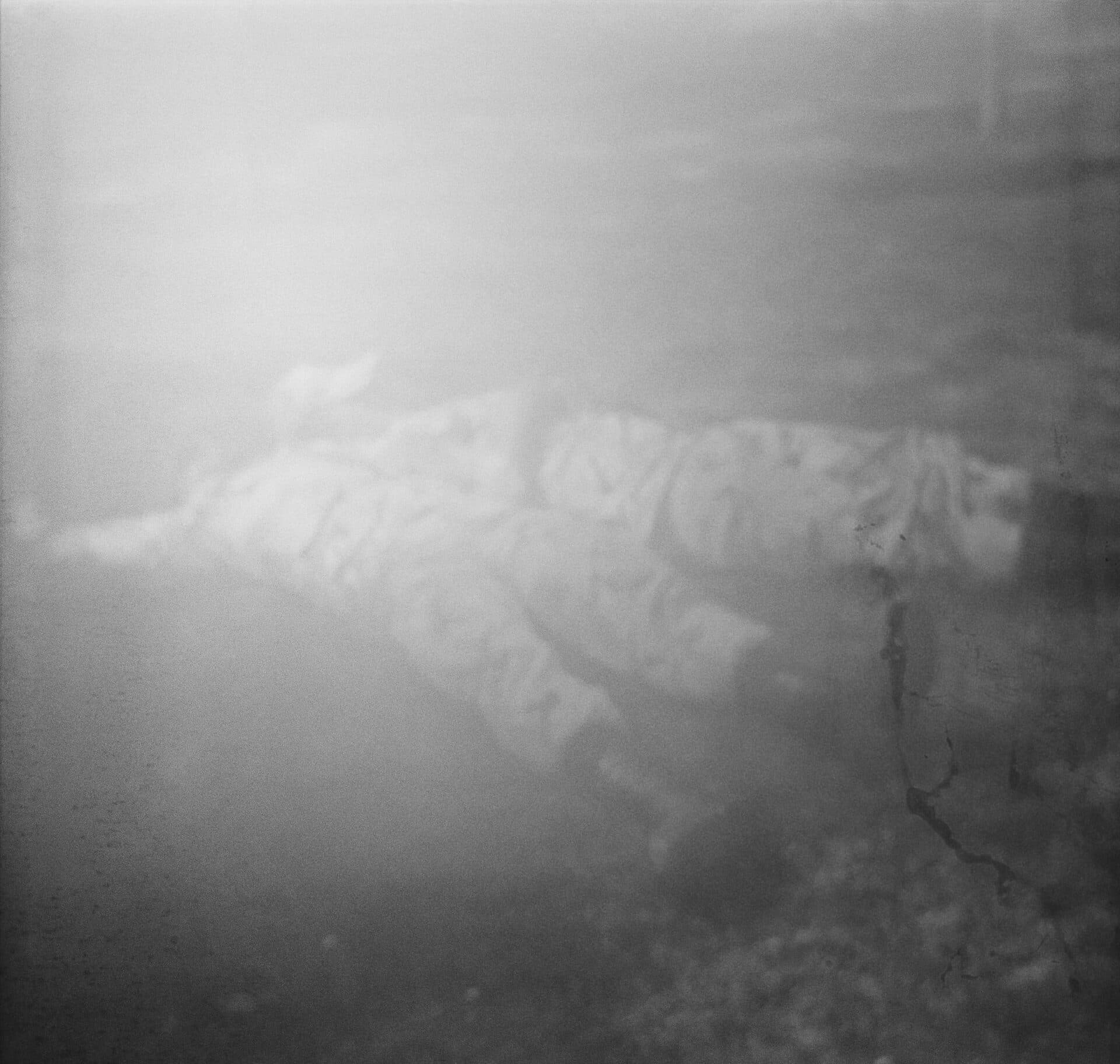 Untitled, MARYAM TAKHTKESHIAN