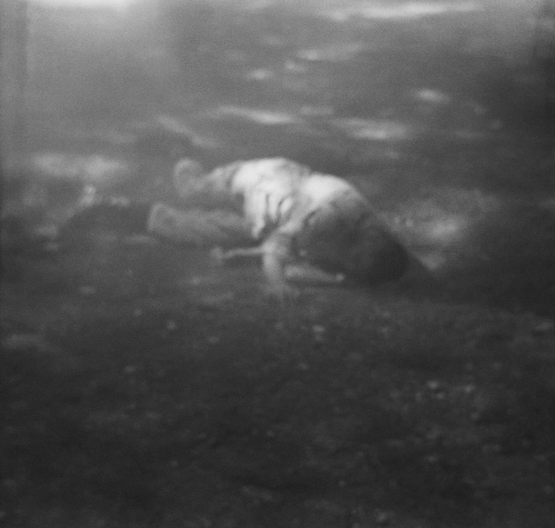 Untitled, MARYAM TAKHTKESHIAN