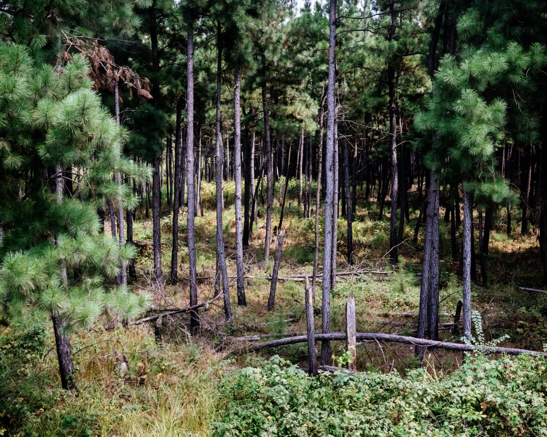 Untitled, Khashayar Javanmardi