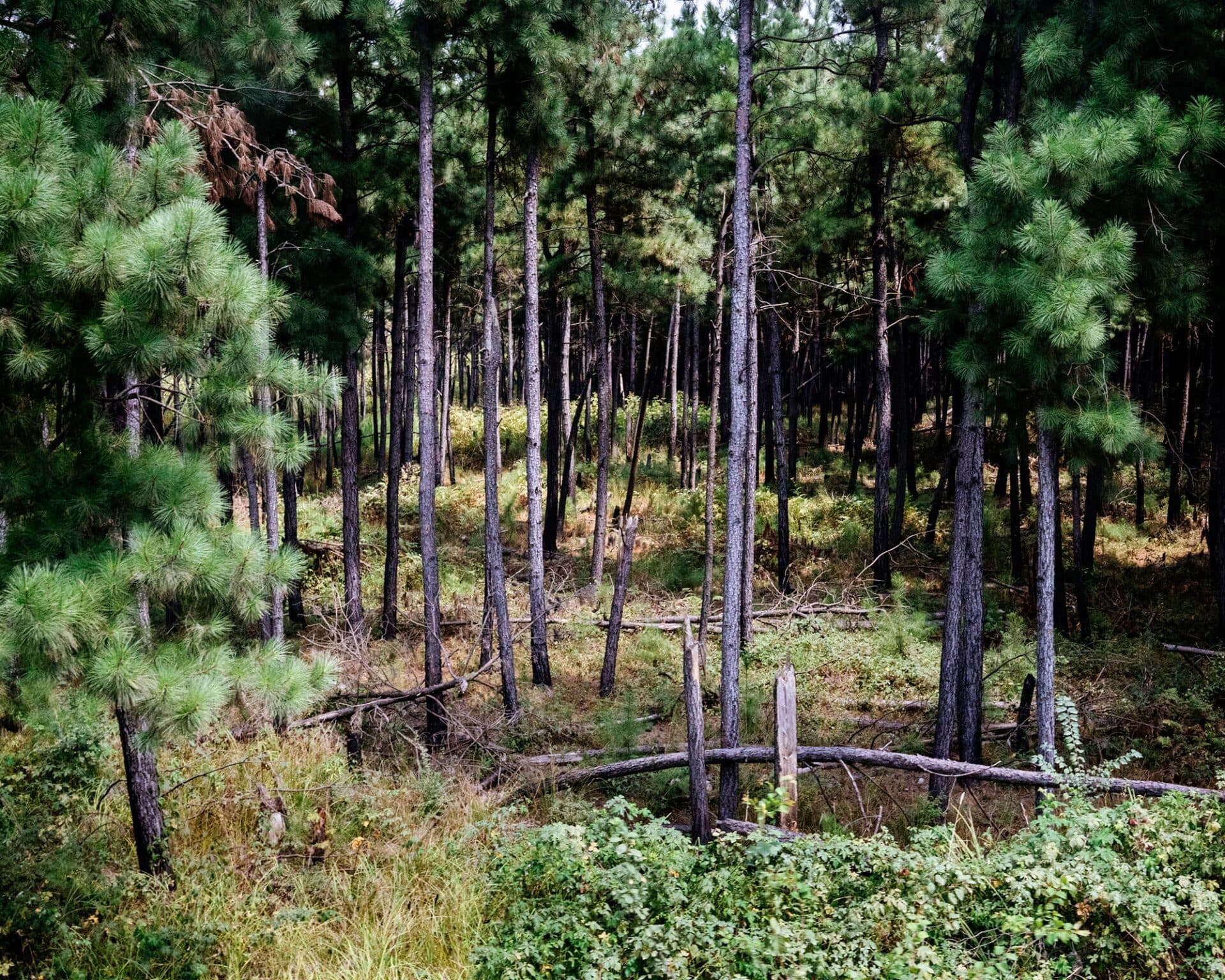 Untitled, Khashayar Javanmardi