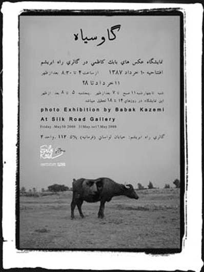 Black cow, Babak Kazemi