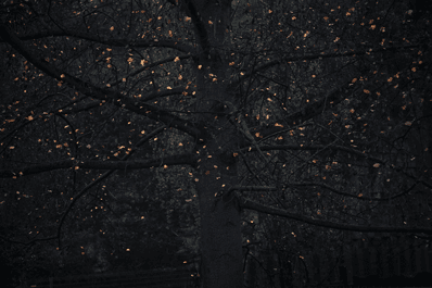 The Fairyland