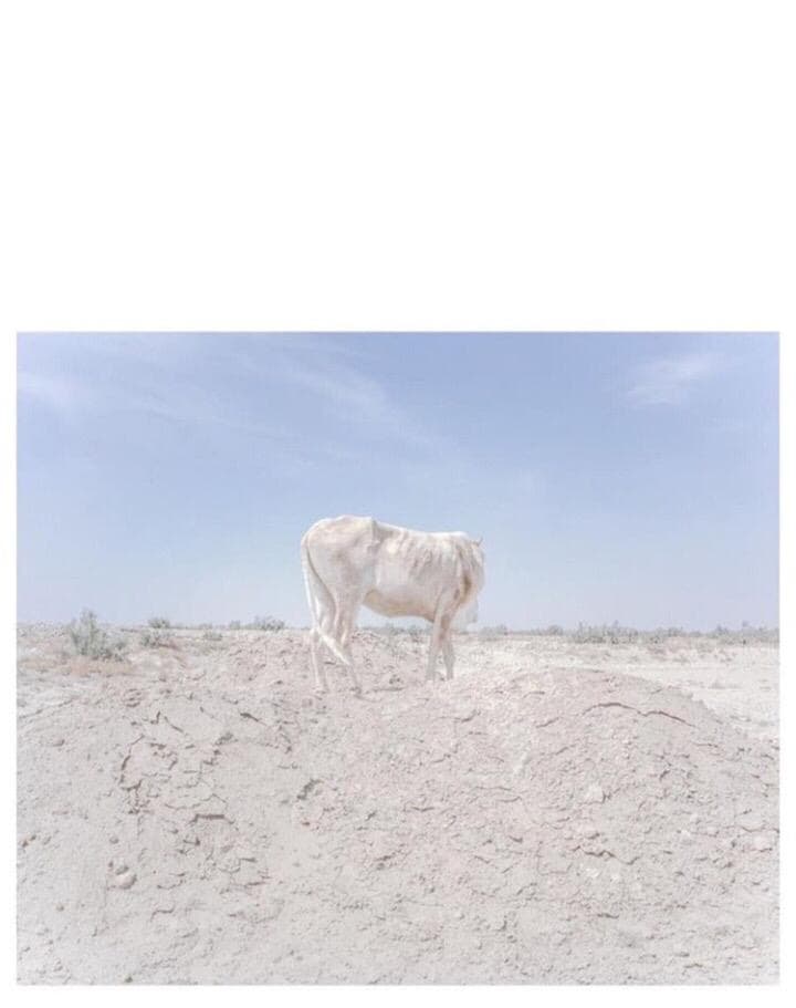 Foam Magazine: An Elegy for the Death of Hamun by Hashem Shakeri
